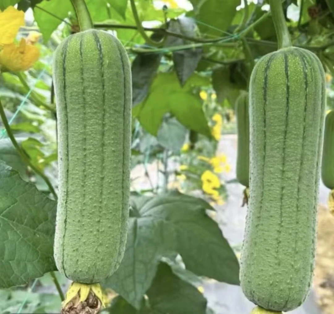 农 家 自 种 丝 瓜