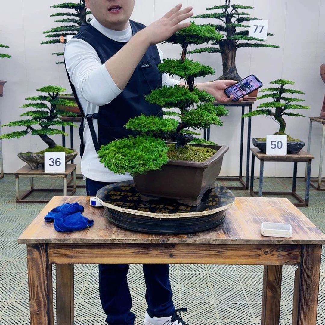 柏树造型盆景盆景