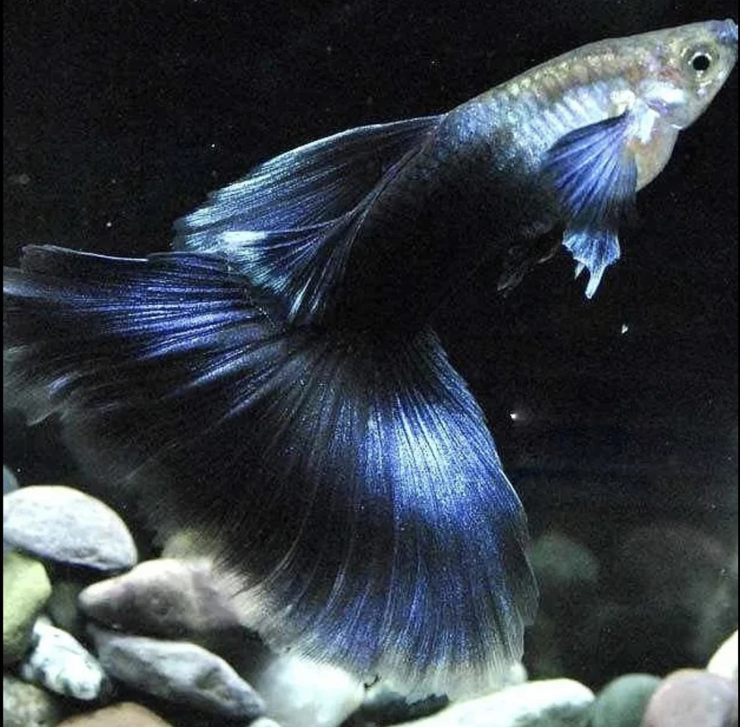 暗夜幽蓝礼服2对4条（2条送2条备损）