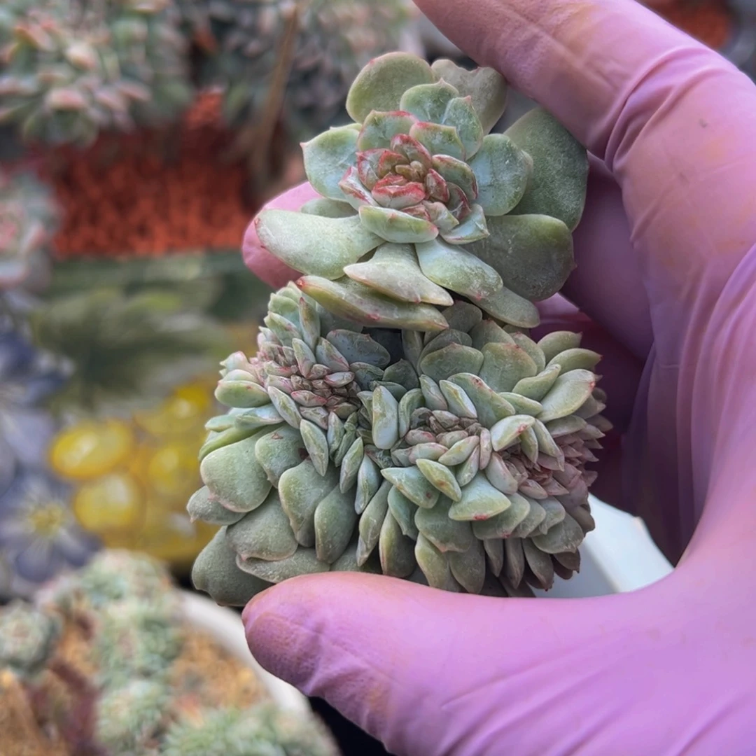 融晶缀 新年快乐