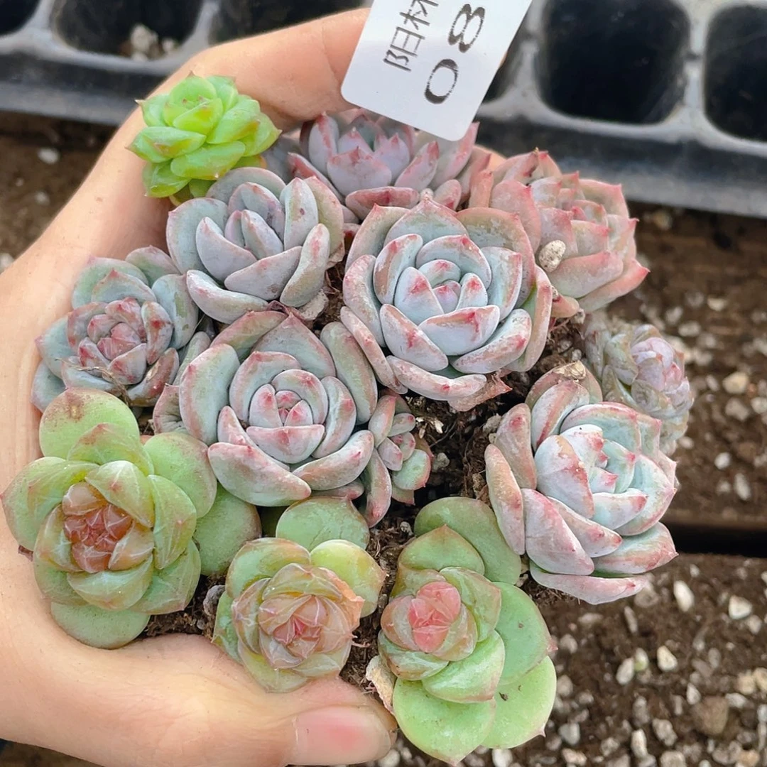 多肉植物多肉植物866