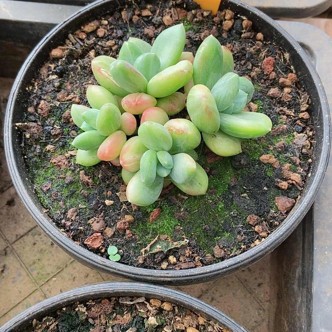 【闪购商品】菜**啄X系石化锦