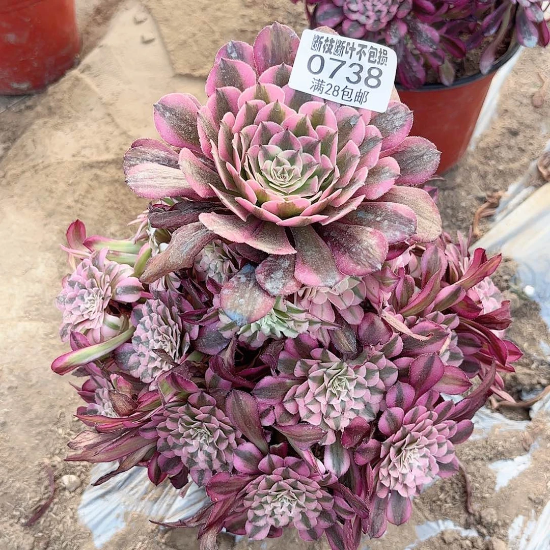 N. 738红铜白多肉1111