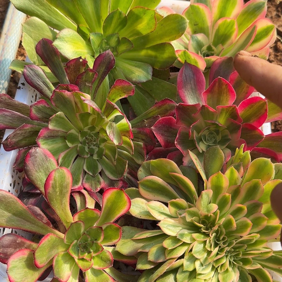 亚***男9460一物一拍啊啊不