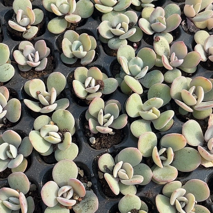 小奶茶1元带土发货