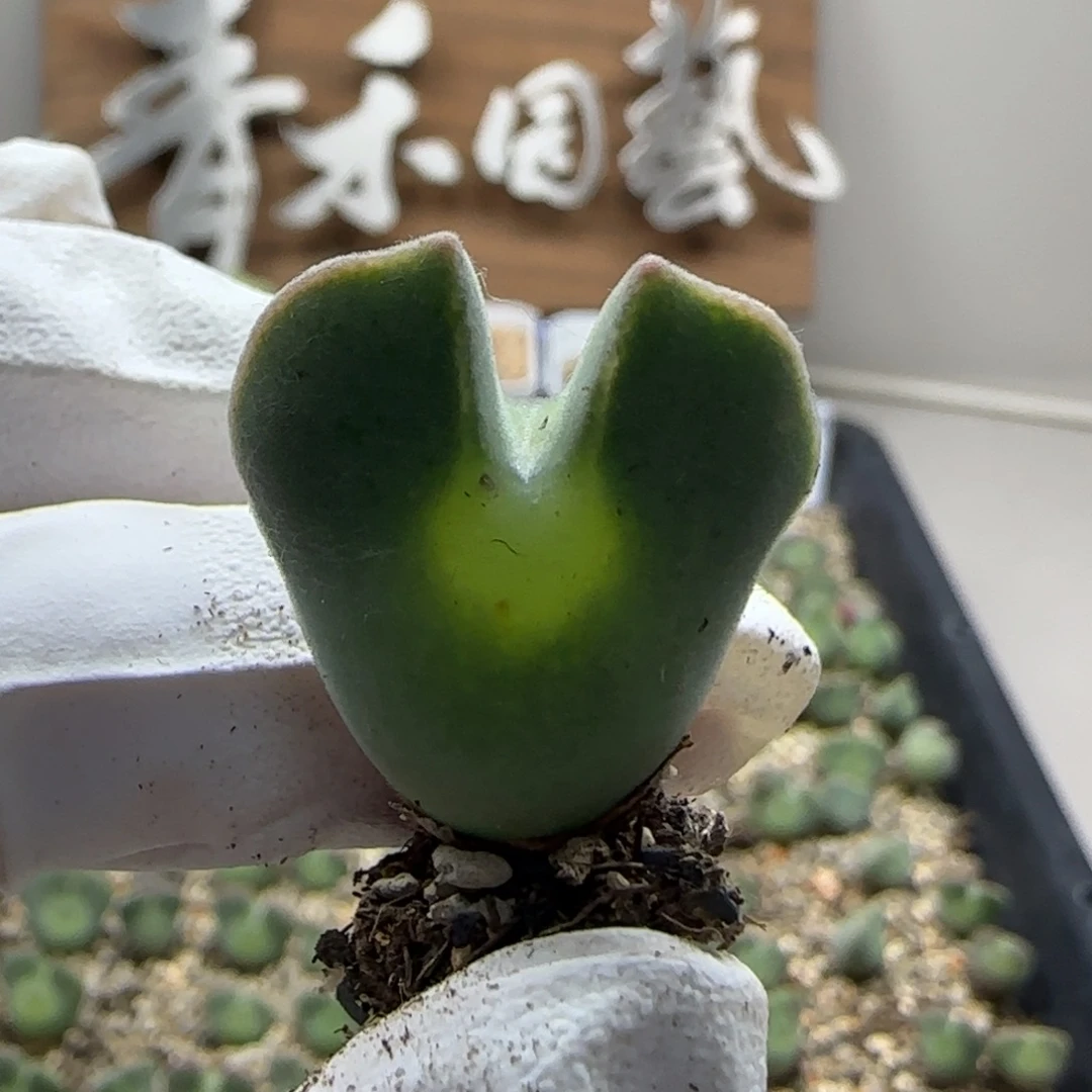 六***云10-9当天满38包邮矮胖天使之翼空蝉2.2cm