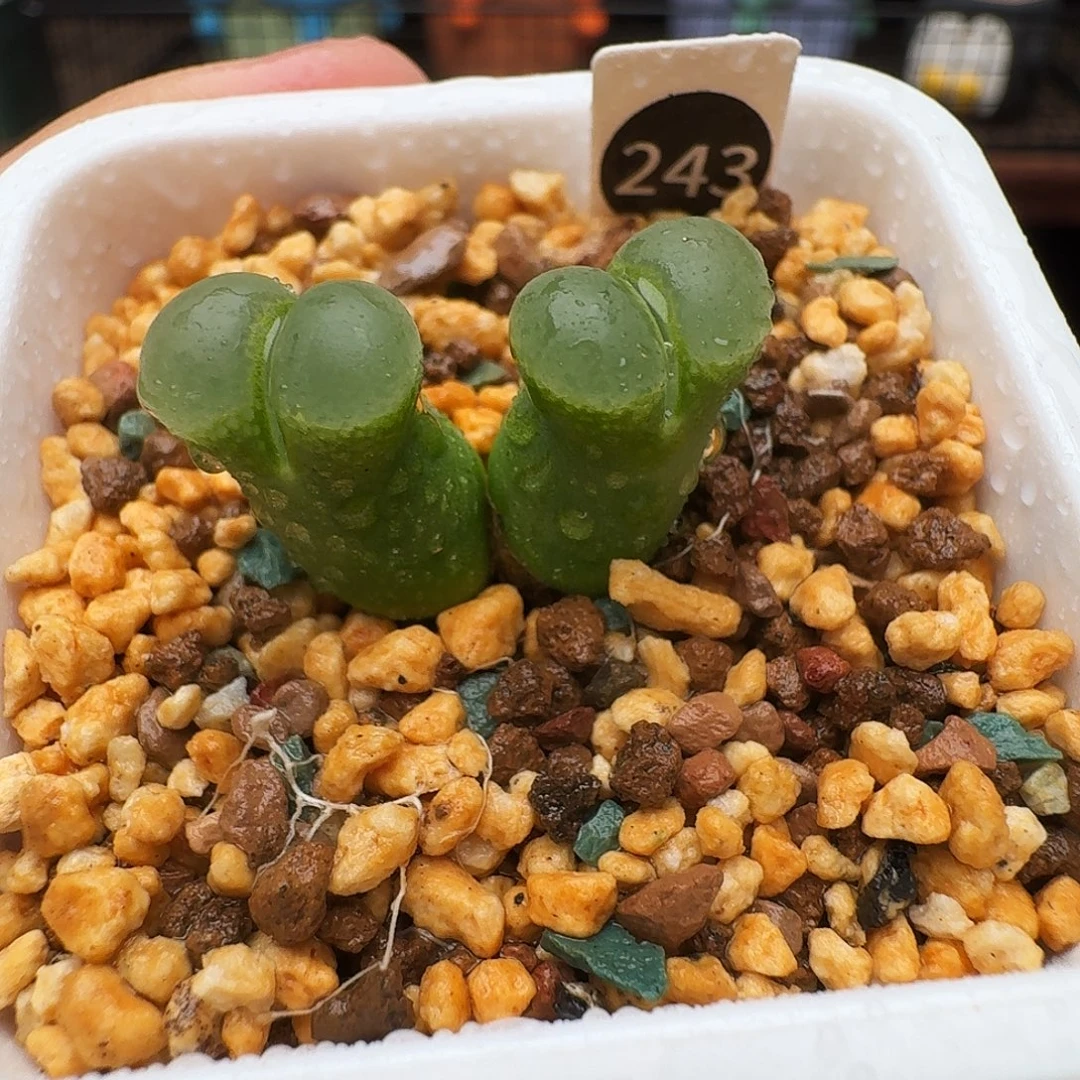 多肉植物福利风铃243香蕉风铃