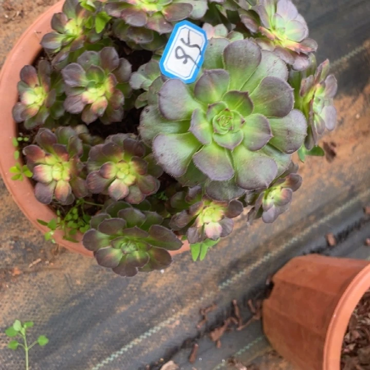 95，海王七彩法师锦锦