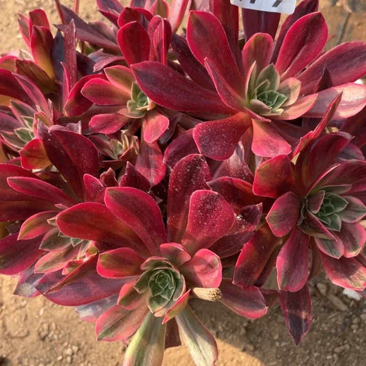 479多肉植物白婚纱