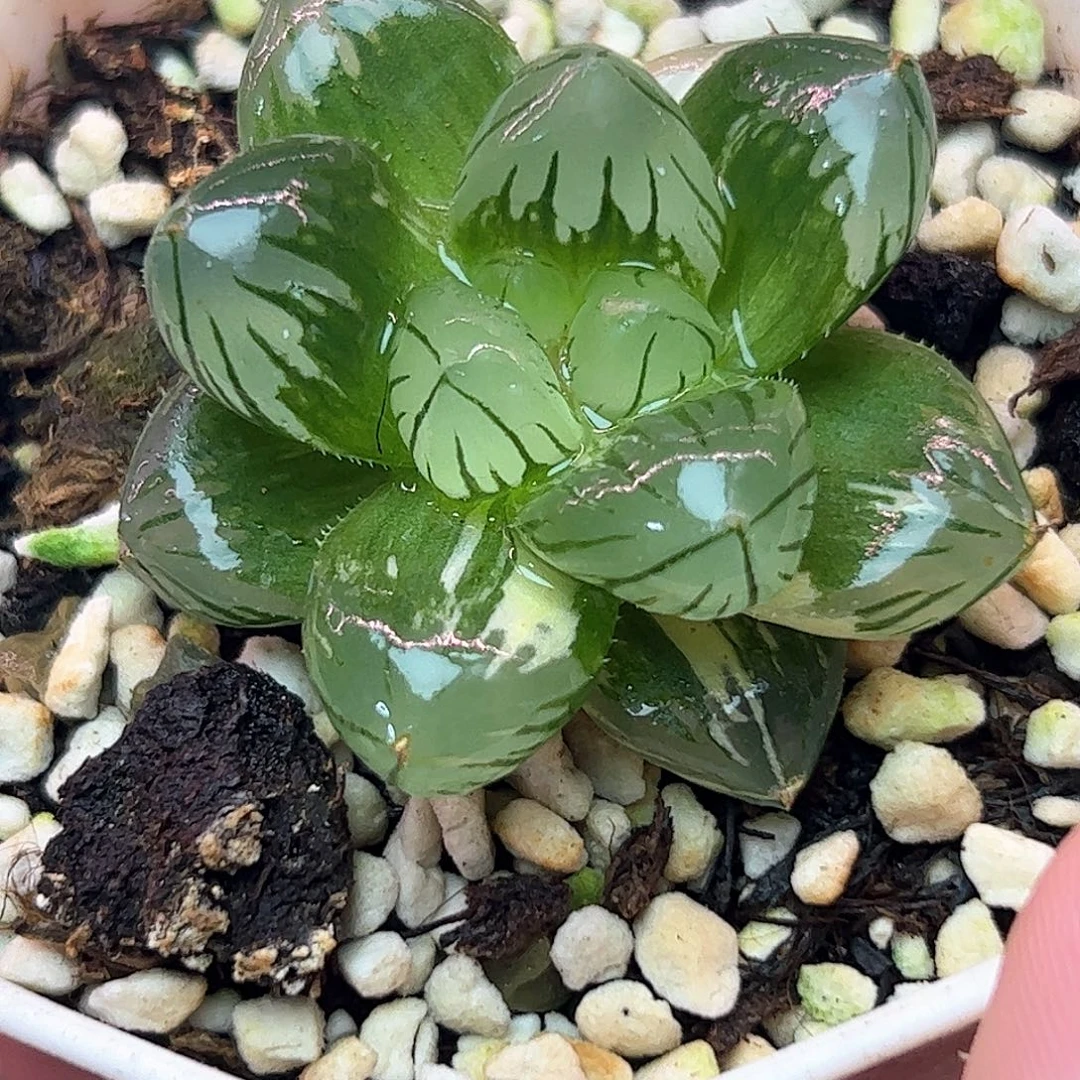 水中月锦十二卷多肉植物