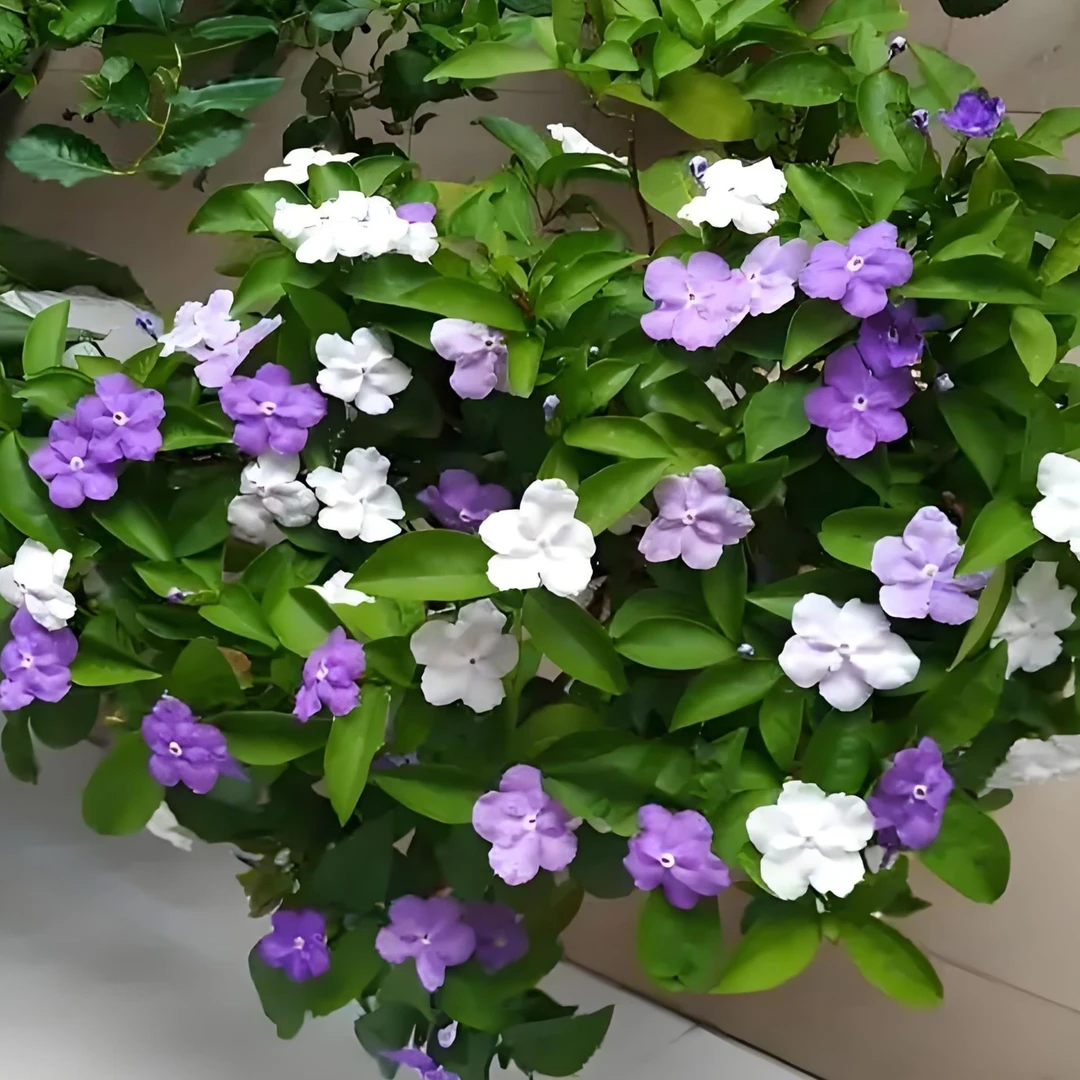 双色茉莉150盆中苗40厘米高