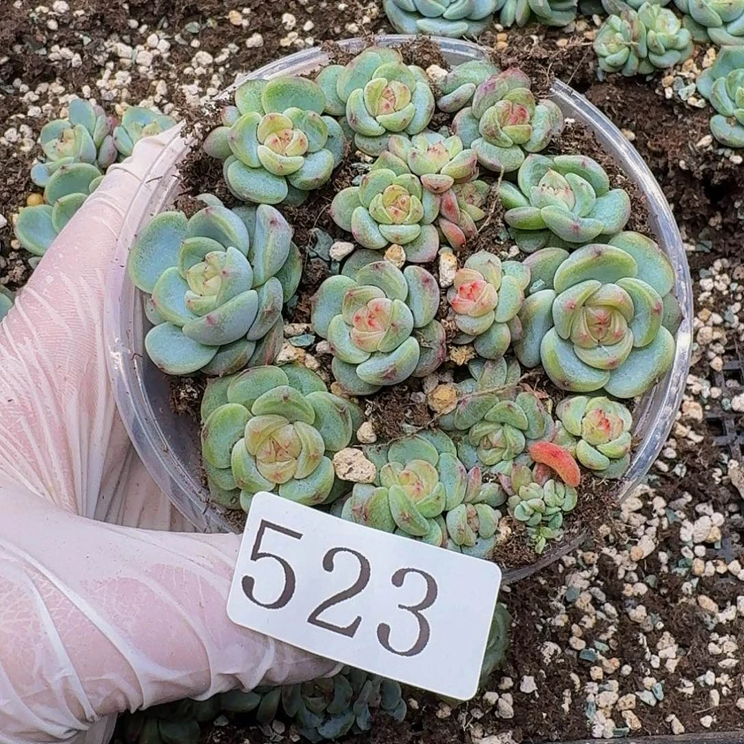 多肉植物多肉植物523