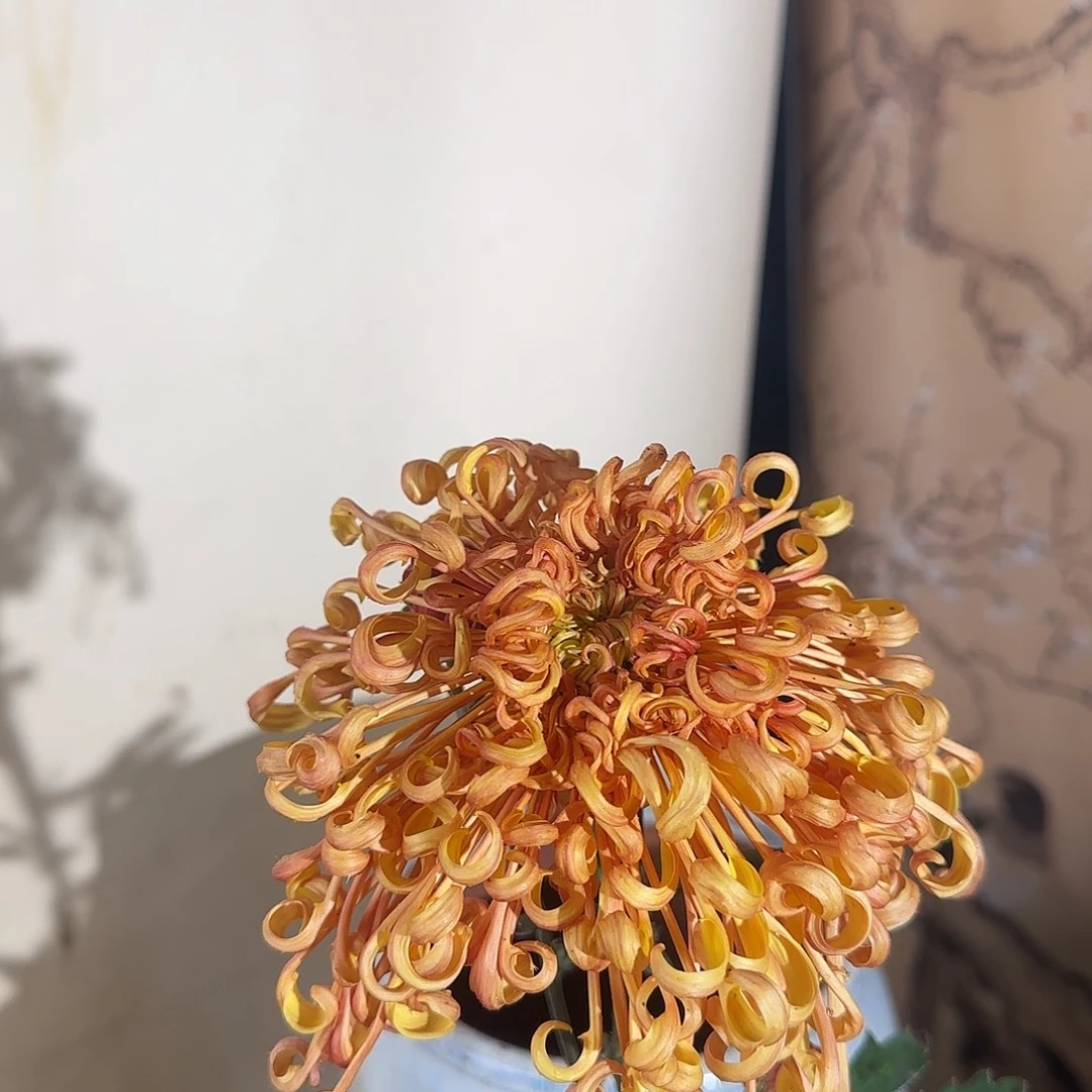 全部花朵P66666666
