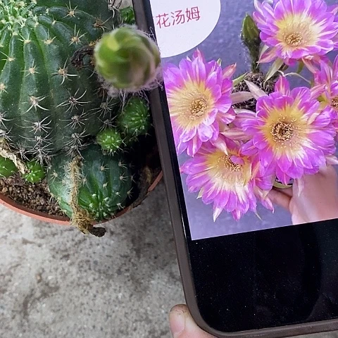 汤姆丽花x26899999
