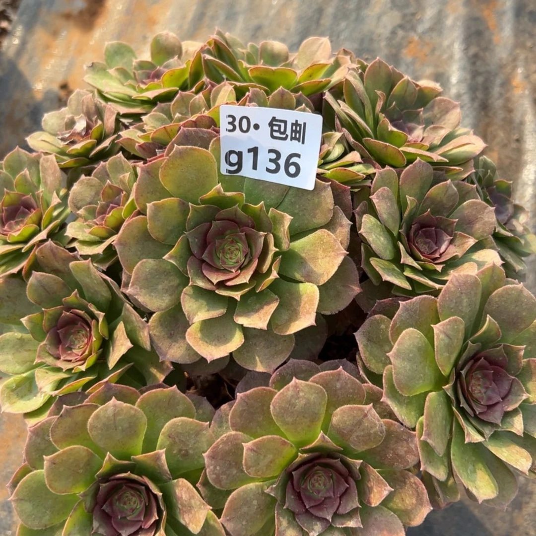 136沙拉碗多肉法师