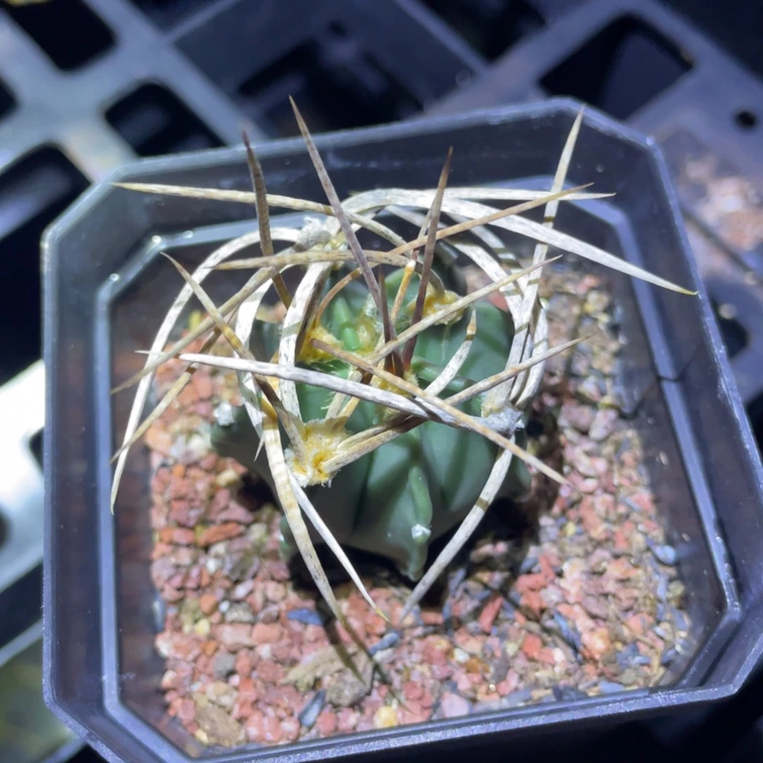 小***.福利     水牛大凤玉   实生根