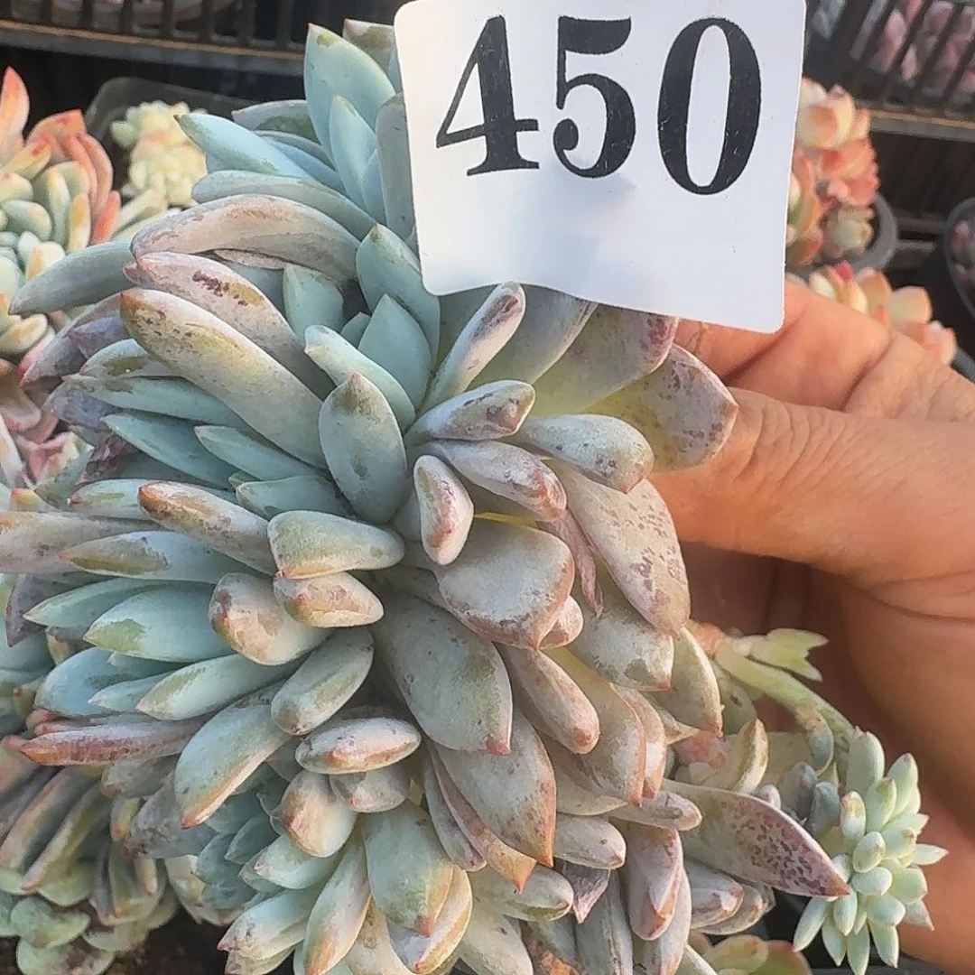 简*單3131616166146464616614