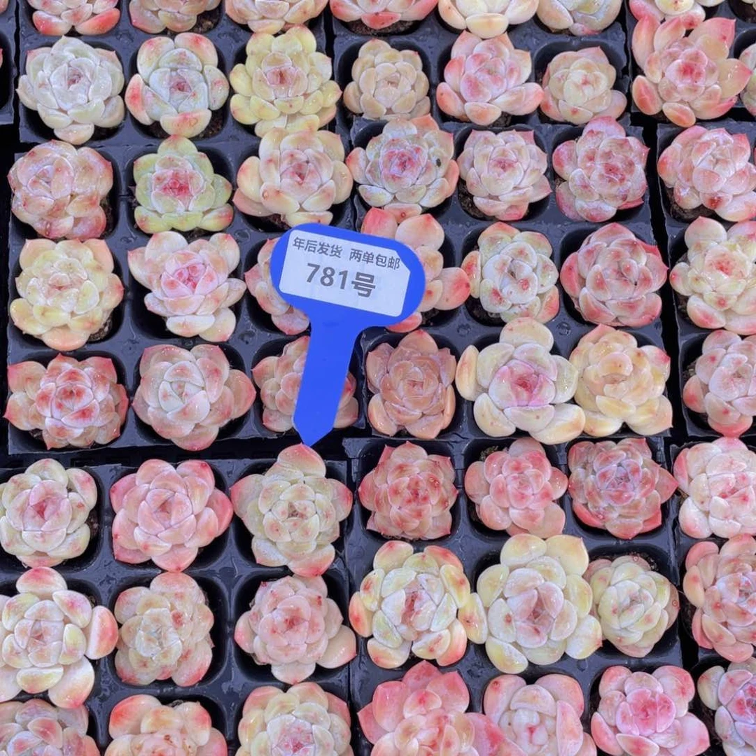 781号樱花冰魄组合九个