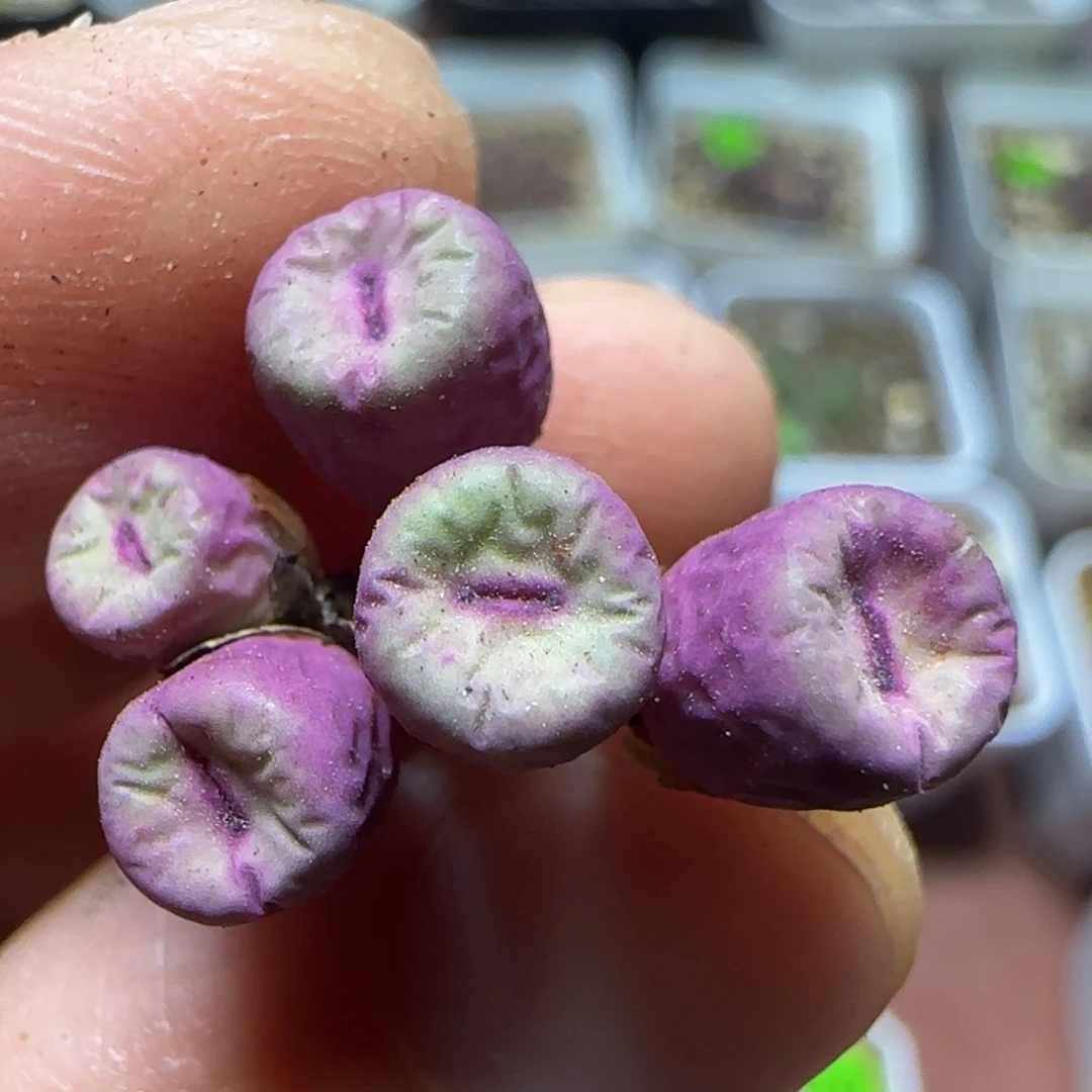 红嘴漂亮多肉植物143