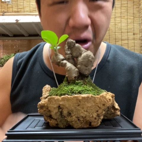 红陶一物一拍所见即所得59