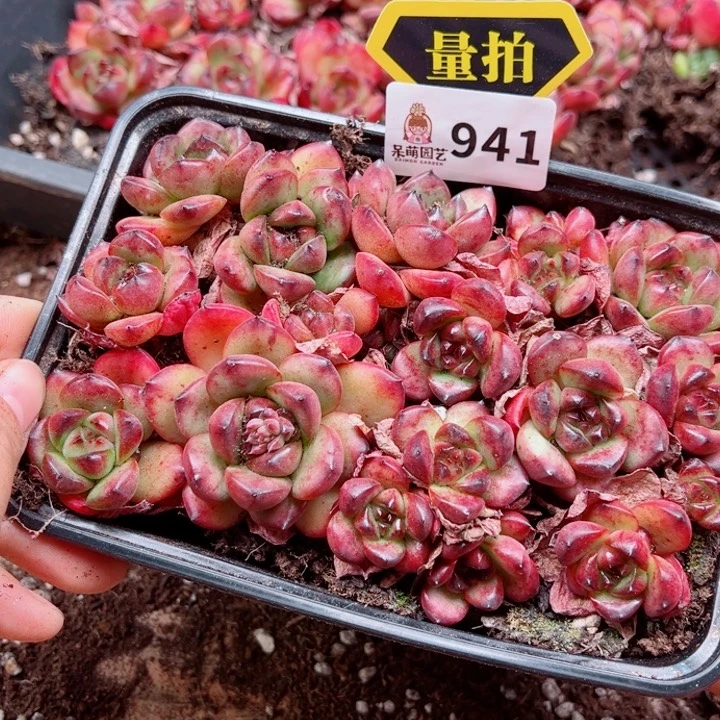 多肉植物多肉植物