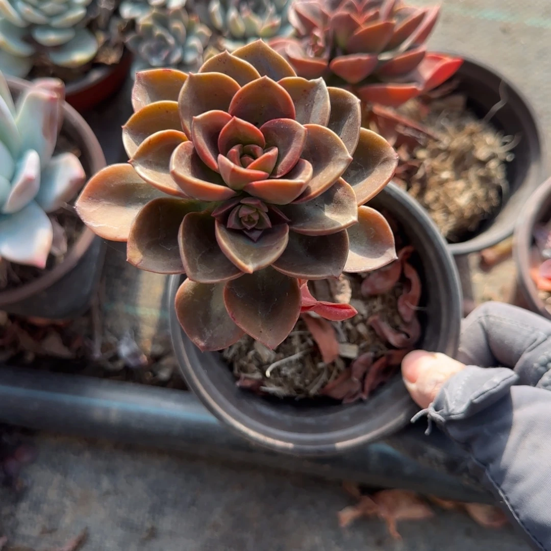 无花朵巧克力单头