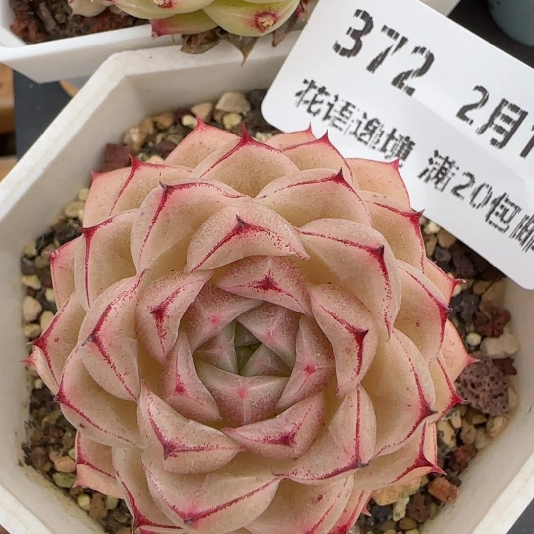 花语逸镜0214-372