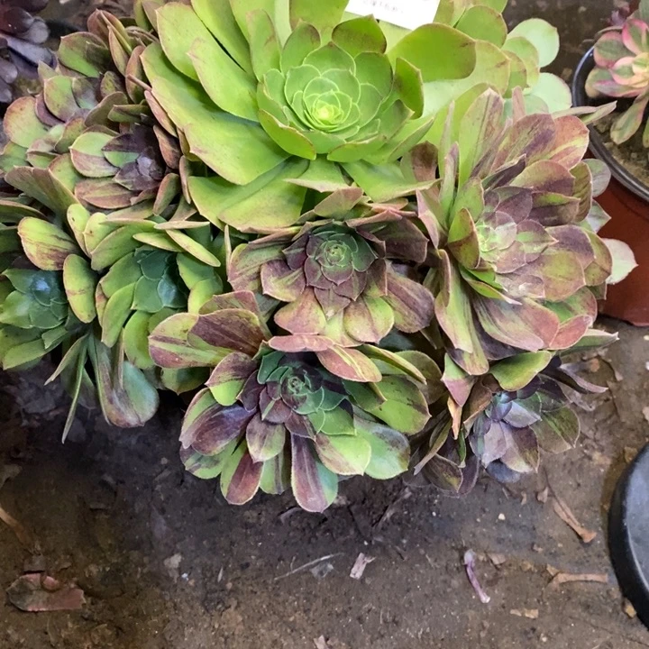 花月夜多肉断头不包0096