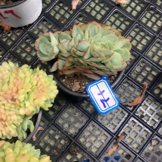 生***光一物一拍牡丹亭多肉12