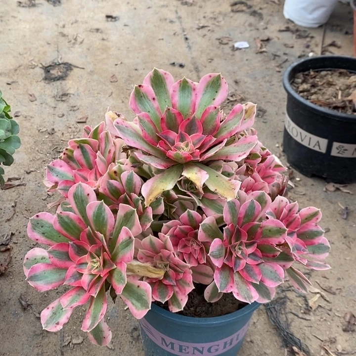 粉女巫多肉植物39