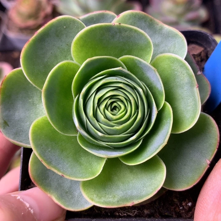 一物一拍星辰青染233