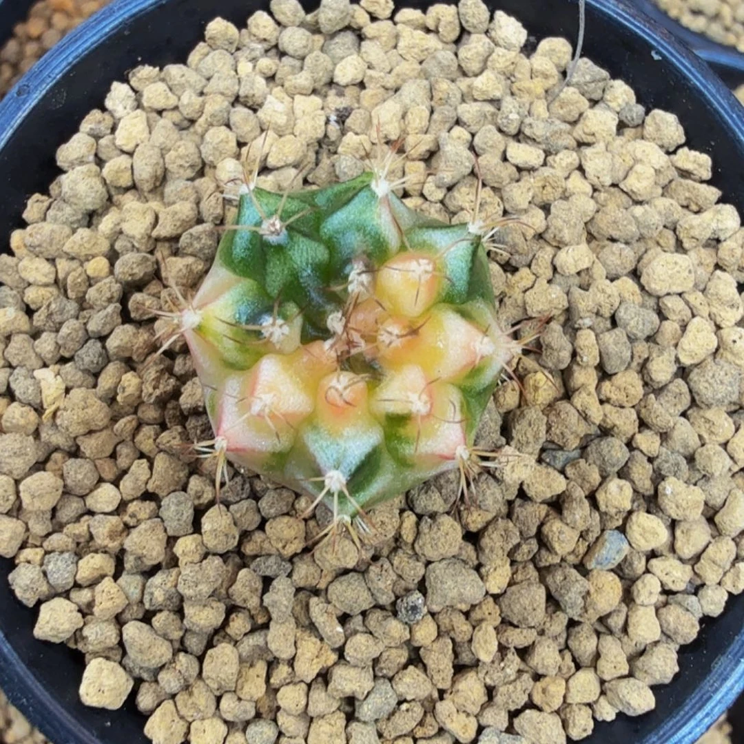 当前无花朵，栽培后可花朵