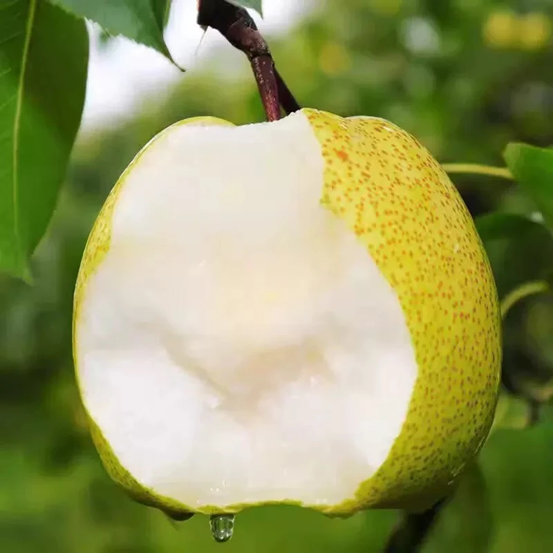 蒲城酥梨砀山酥梨当季现摘新鲜水果鸭梨雪花梨子皮薄爆甜9斤整箱