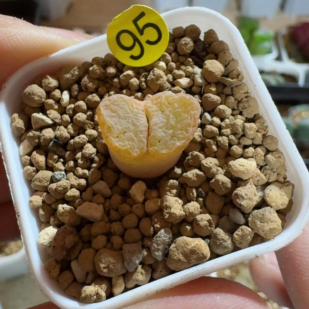 Q****95......多肉.......