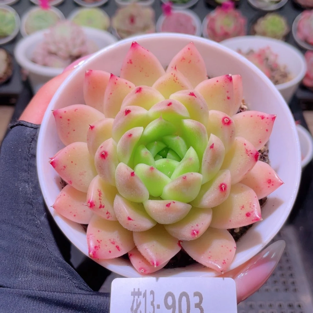 花利美13-903麦秆