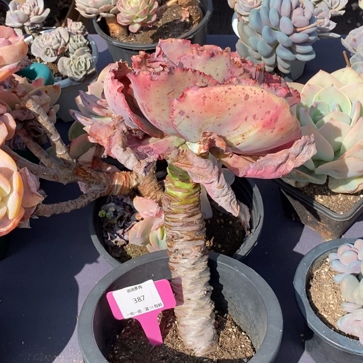 387包菜肉肉肉肉肉肉