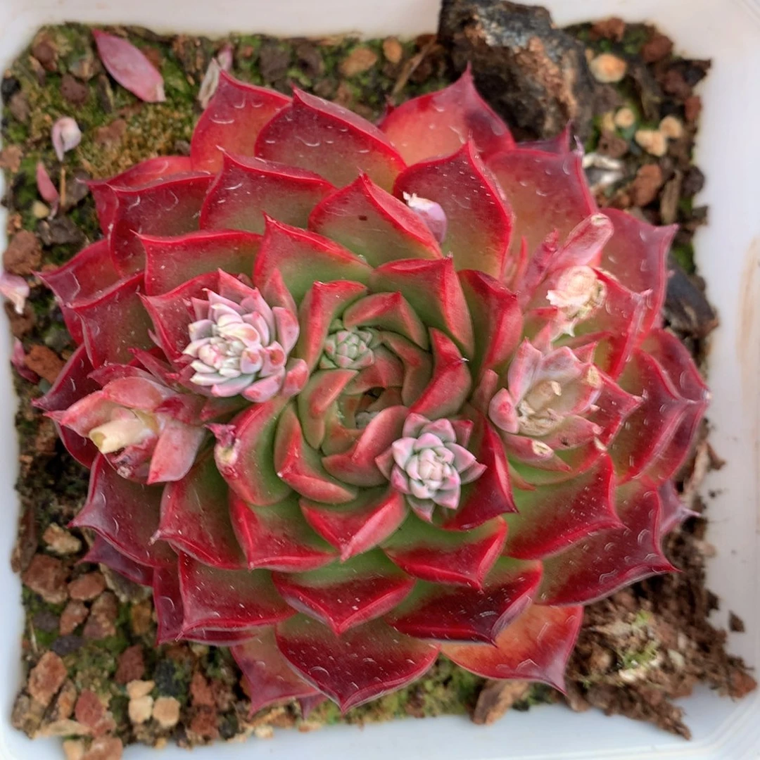 5379瑕疵不售后特价