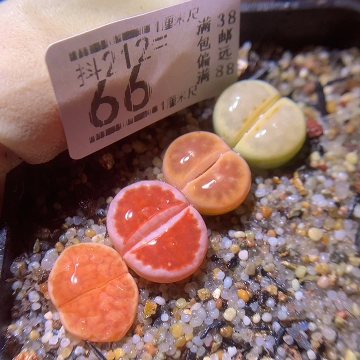 精致生石石212.66