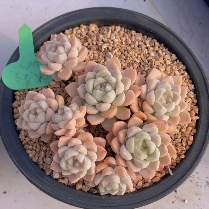 健健康康平平安安