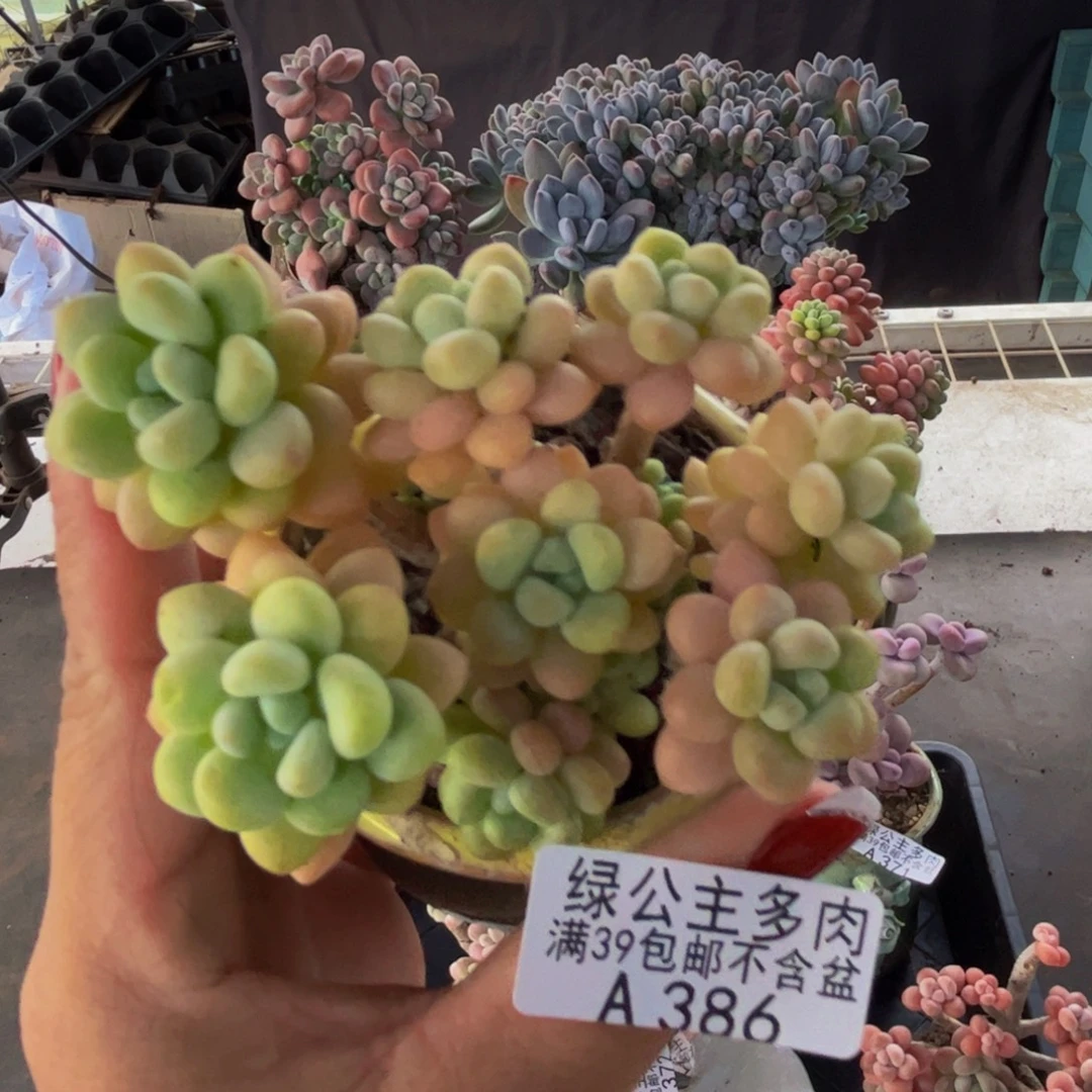 洛可可386/8cn多肉