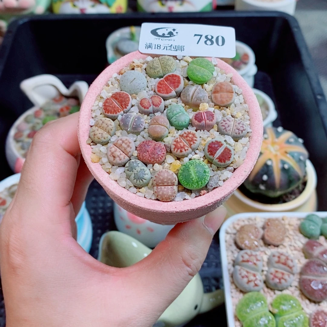 生石花花花花花花780
