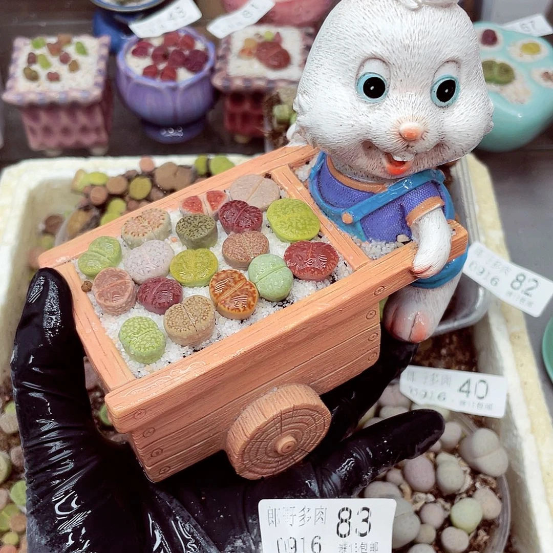 生石花满18包邮0916-83