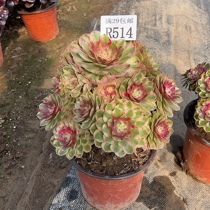 514半糖荔枝多肉植物