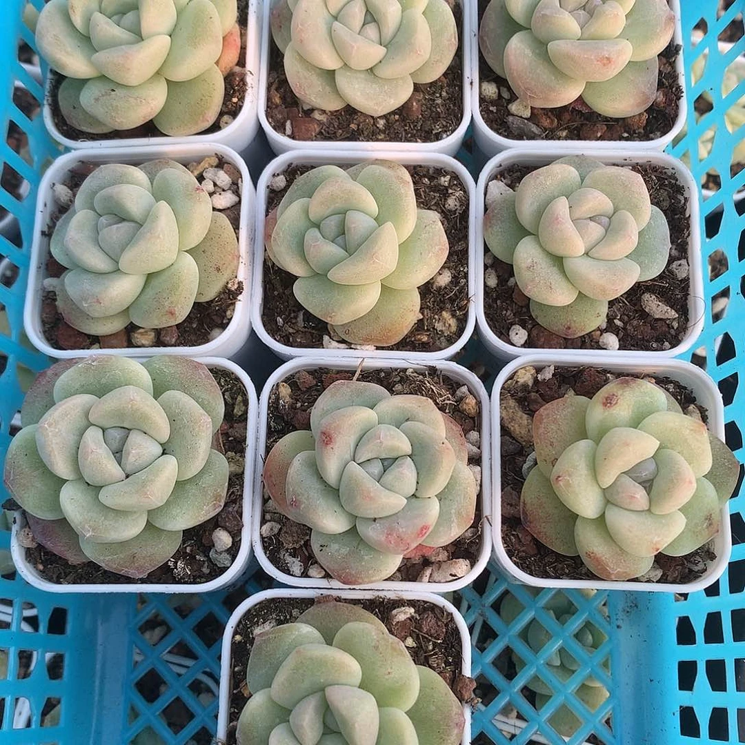 10颗冰玉单头带盆土一物一拍