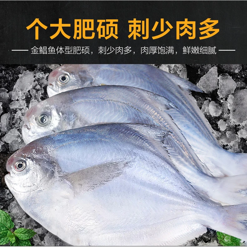 1斤5条到手4斤银鲳鱼黄海野生白鲳鱼新鲜速冻无冰衣海鲜海鱼扁鱼