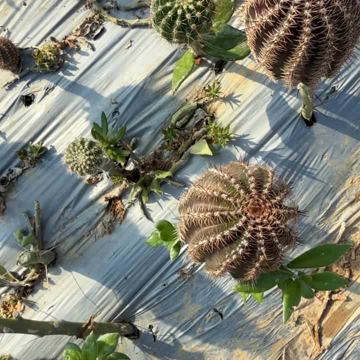 高山丽花单头仙人球盲盒随机
