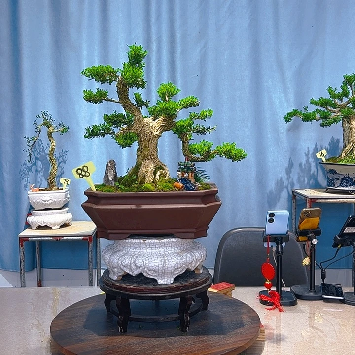 无花朵广东皱皮雀舌黄杨