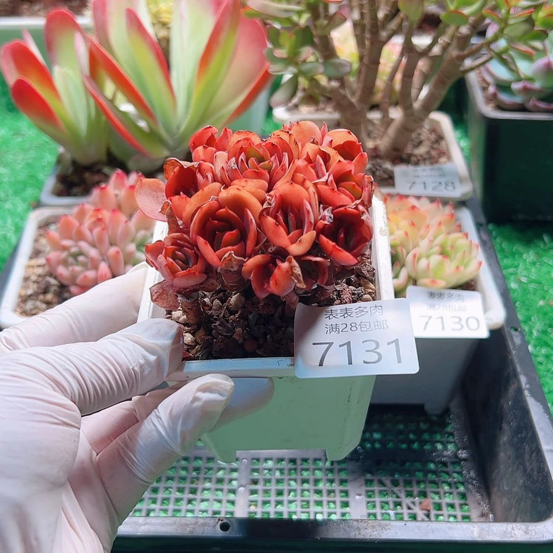 无花朵多肉一物一拍7131