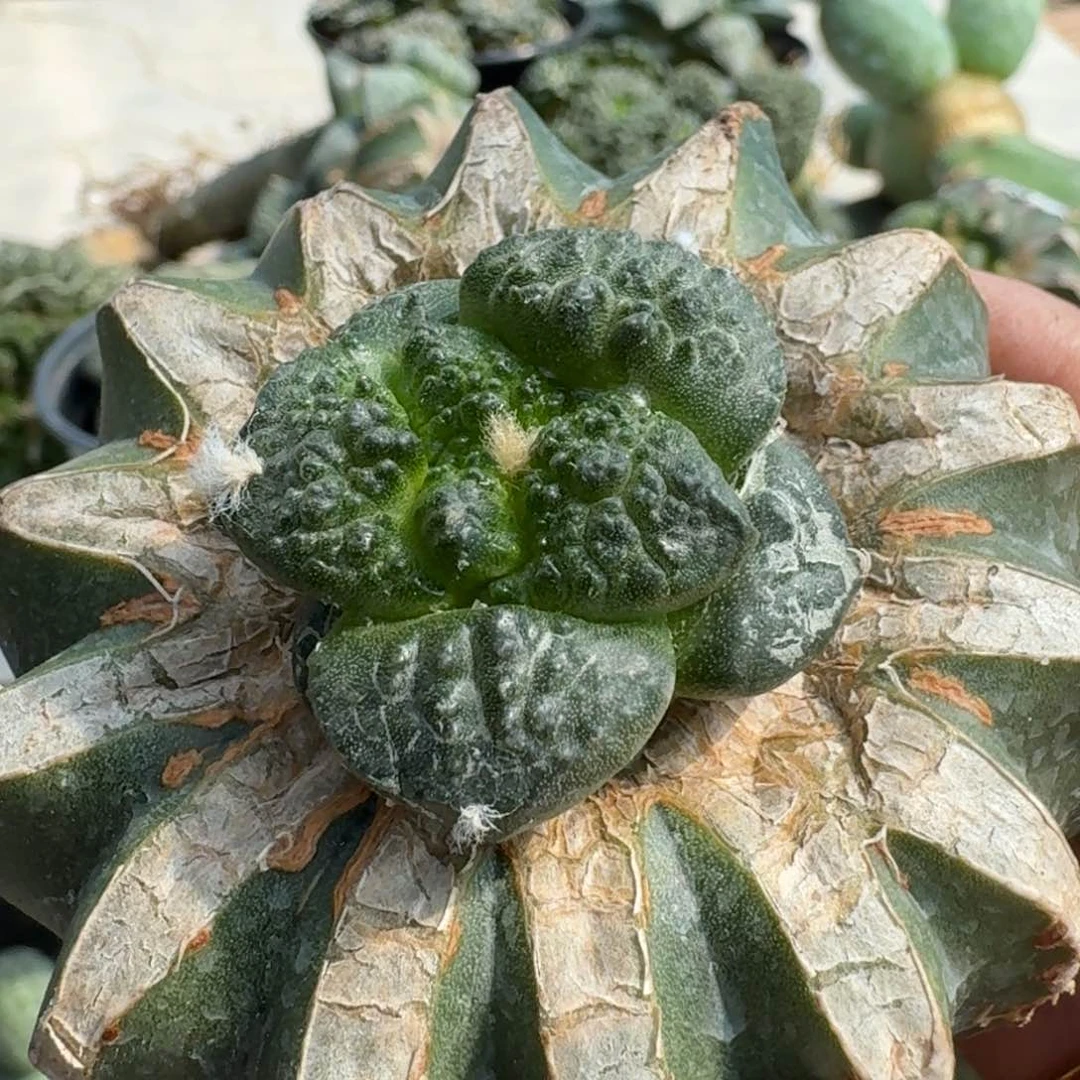【闪购商品】无花朵独**败大尤连山317