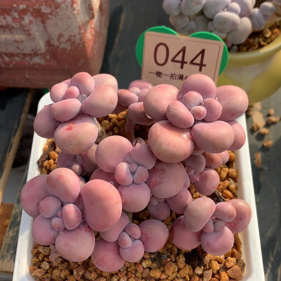 腰子蛋老桩无砍044